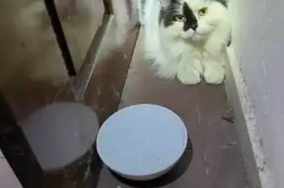 Lost Cat Found: Joo Chiat Place, Singapore