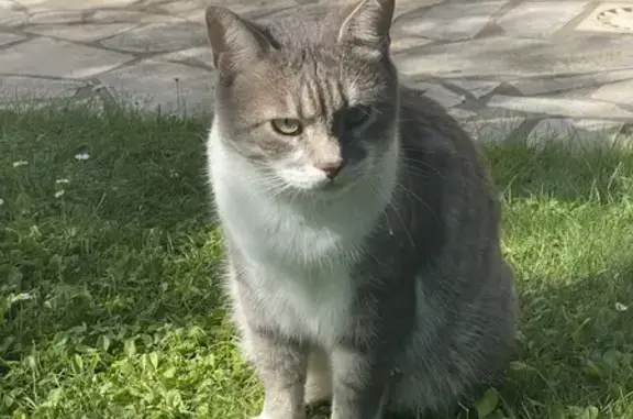 Animaux perdus Chelles, photo: Chat perdu gris/blanc, Rue Estienne, Chelles