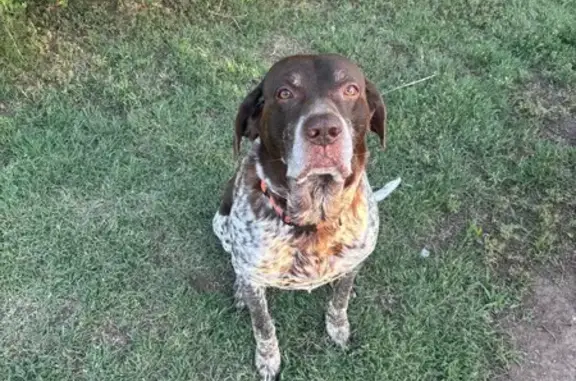 Missing dog Galatia, photo: Lost: Jake, Male German Shorthair, Galatia