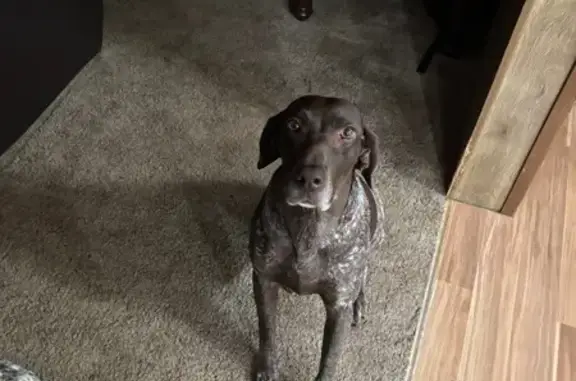Missing dog Galatia, photo: Lost Liver-Spotted Pointer in Galatia