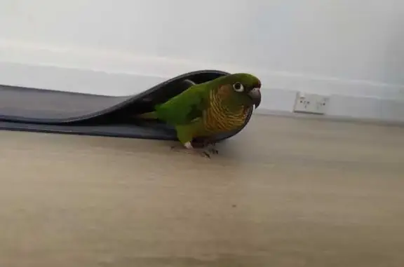 Lost Maroon-Bellied Conure in Blacktown