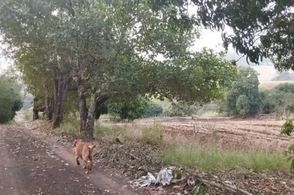 cachorro desaparecida