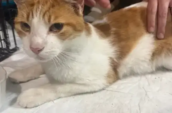Found pets Warren, photo: Friendly Orange & White Cat Found in Warren