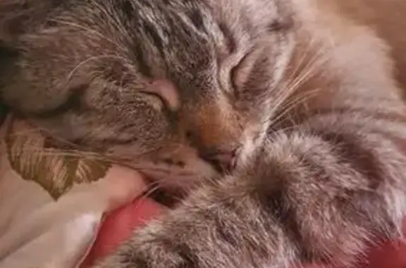 Animaux perdus , photo: Chat gris perdu à Crac'h, collerette