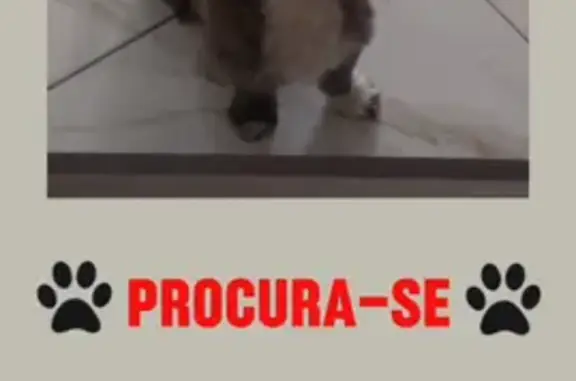 cachorro desaparecida