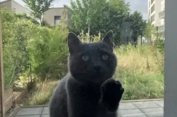 Chatte grise trouvée douce à Lille - photo