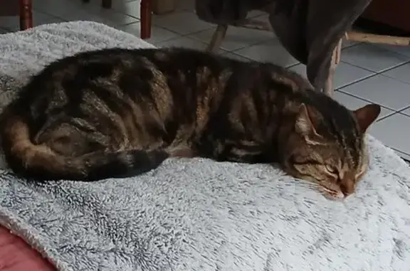 Chat perdu, Feytiat, photo: Chatte tigrée perdue, Feytiat, collier vert