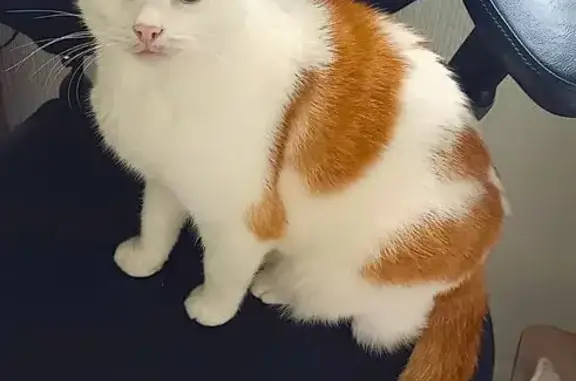 Chat perdu : Louis, blanc & roux, St-Junien - photo