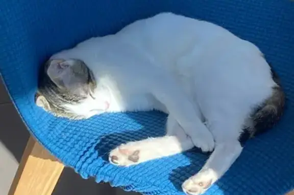Chat perdu : blanc tacheté noir à Fouesnant - photo