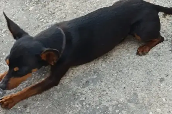 Pinscher Olas perdu à Toulouse : aidez-nous ! - photo