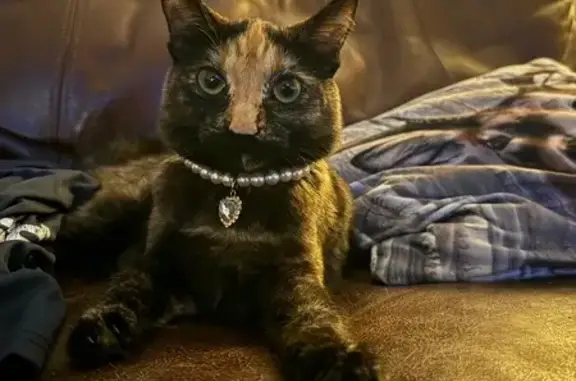Lost Slim Tortoiseshell Bobtail Cat!