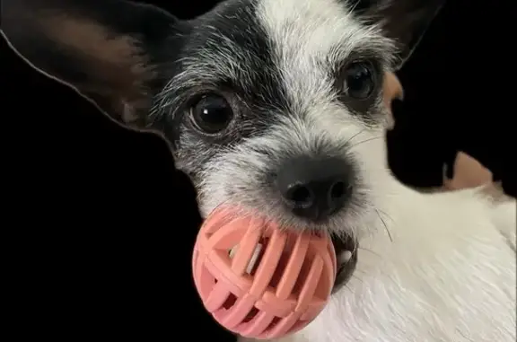 Lost Dog: Playful Hiena Lookalike in Miami