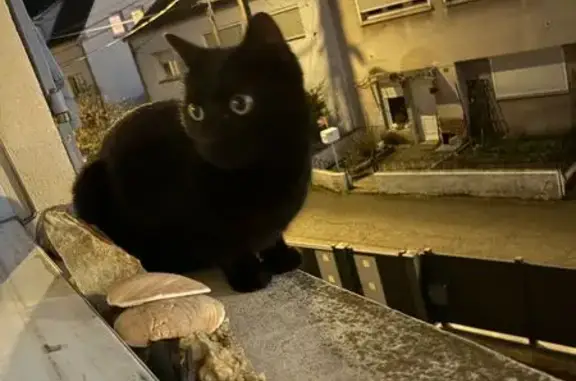 Chat perdu, Yutz, photo: Chat noir perdu, Gozo, Rue des Tilleuls