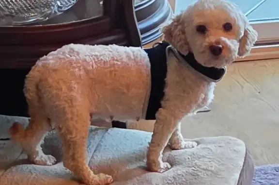 Lost dog, Statesville