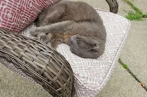 Found pets Roseville, photo: Sweet Found Cat Needs Loving Home