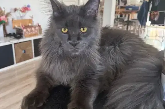 Chat perdu : Thanos, Maine coon gris, Dreux - photo
