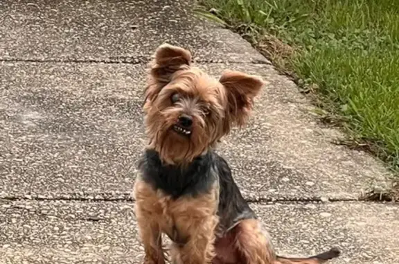 Lost Yorkie: Chapel Rd, Havre de Grace