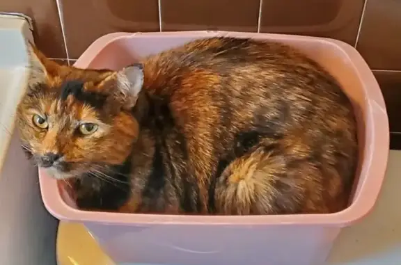 Lost Tortie Cat Shoshie in Minneapolis