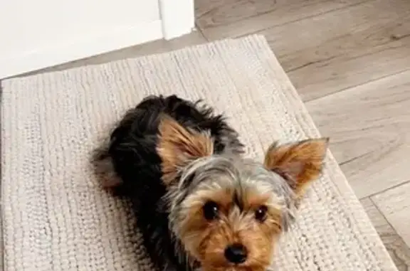 Lost Yorkie Poo: Help Find Our Sweet Pup!