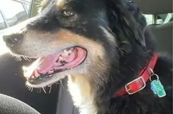 Missing dog , photo: Lost Collie Mix Jake: Reward Offered!