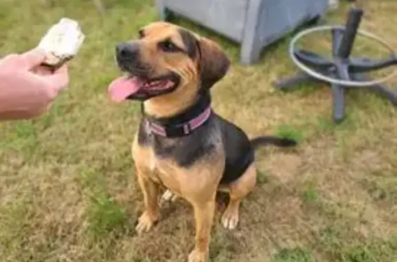 Chien perdu Miramont-de-Guyenne, photo : Chien perdu, collier marron, Miramont