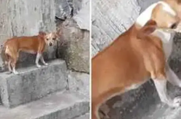 Perros perdidos, Zacatecas, foto: Perrita Chihuahua Perdida en Zacatecas