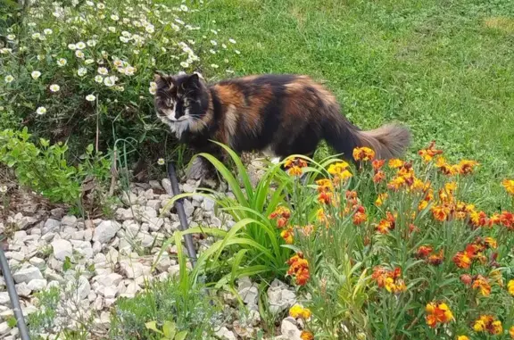 Chatte écaille de tortue perdue à Venelles - photo