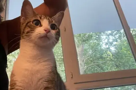 Chatte trouvée jeune à Lormont - photo