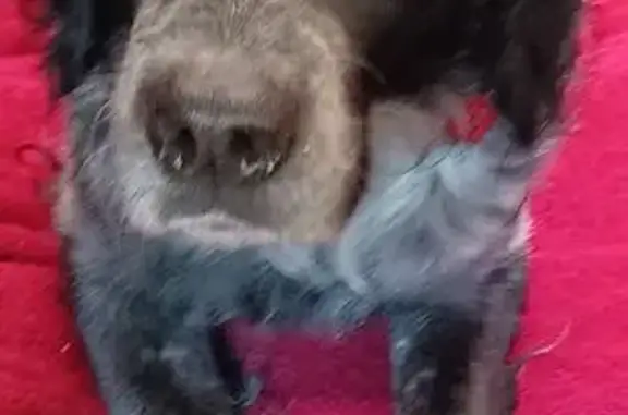 Chien Épagneul perdu à Croisilles - photo