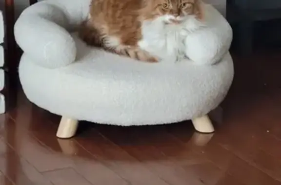 Missing cat Columbus, photo: Lost Fluffy Orange & White Cat in Columbus
