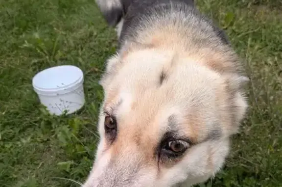 Chien trouvée avec collier vert à Anizy - photo