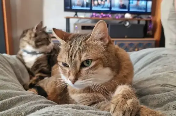Chatte perdue : Glory, âgée et fragile - photo