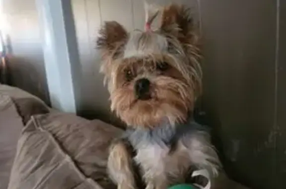 Lost Yorkie on Joel Dr: Needs Medication