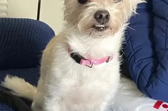Lost and found pets Florida City, photo: Lost dog, Florida City