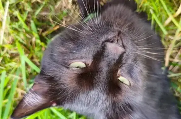 Chat trouvé Hem, photo: Chat trouvé affectueux et en bonne santé