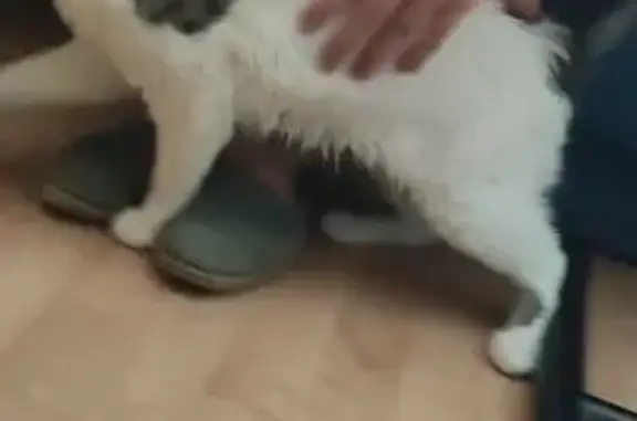 Chat noir et blanc trouvé à Angers - photo