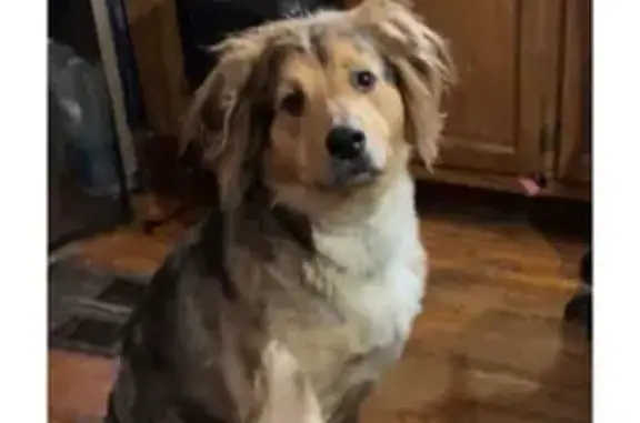 Lost Brown Fluffy Dog in Wichita Area