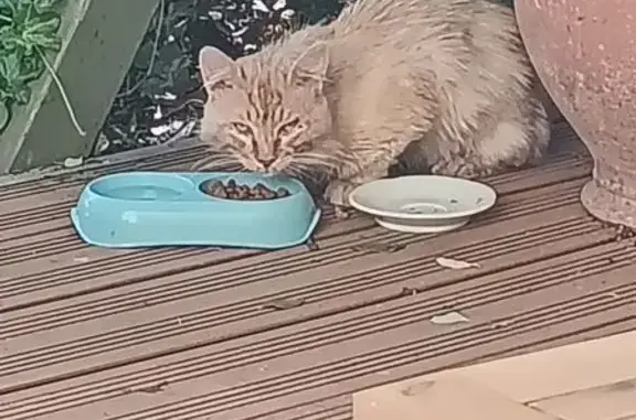 Chat roux trouvé boitant à Orléans - photo