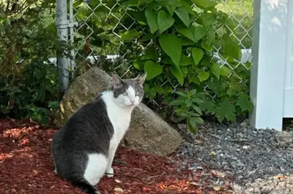 Found cat , photo: Found: Friendly Cat with Unique Marking