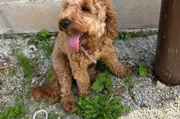 Chien trouvé Moyeuvre-Grande, photo: Chienne trouvée avec collier rose à Moyeuvre