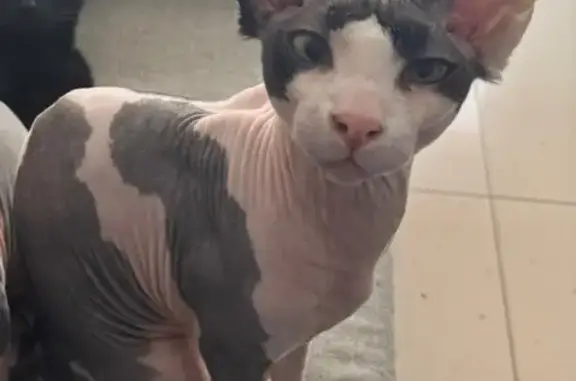 Gato Perdido: Necesita Medicación Urgente