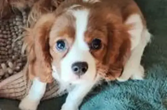 Chien Cavalier perdu à Plourin-lès-Morlaix - photo