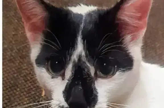 Lost: Kitten Nugget - White & Black Speedster