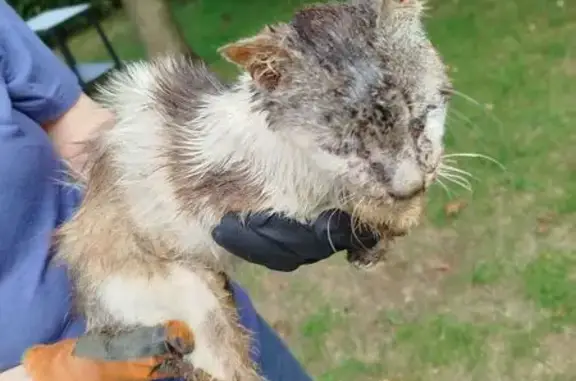 Animaux trouvés Bains-sur-Oust, photo: Chat trouvé : tigré, amaigri et sale
