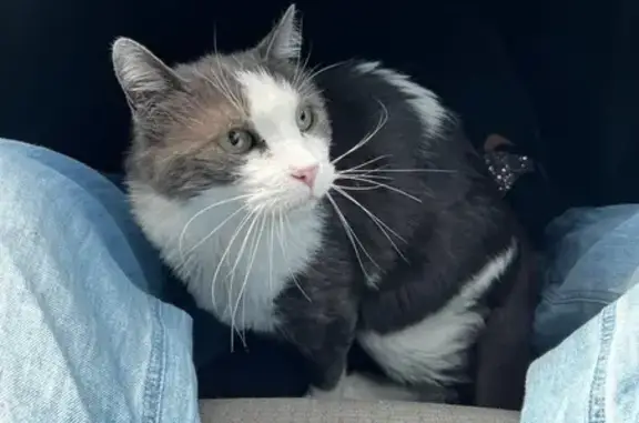 Chat perdu : Dexter, 14 ans, FIV+, Aix-en-Provence - photo