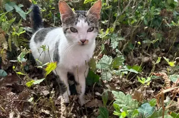 Chat trouvé affamé à Biscarrosse - photo
