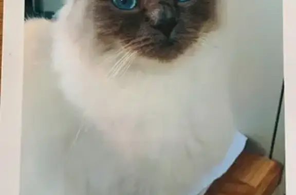 Lost pets Liverpool, photo: Lost: Timid Ragdoll Cat - Dovedale Rd, LPL