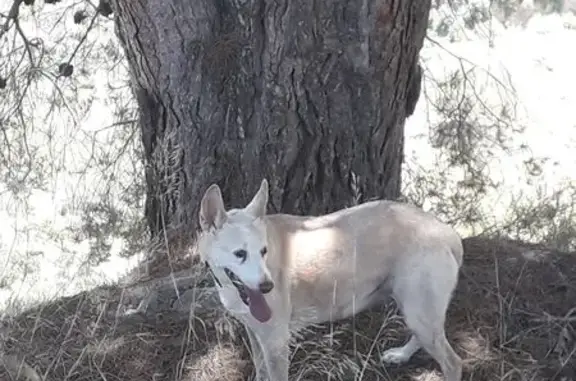 Perra Podenco Perdida en Saleres: Asustada