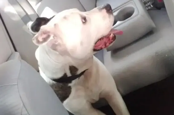 Missing dog Baton Rouge, photo: Help Find Gotti: Lost Pit Bull in Baton Rouge