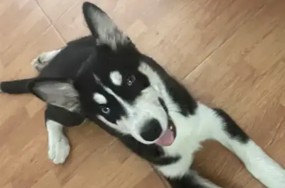 Perros perdidos, , foto: Perrita Husky Perdida en Colmenar: Ayuda